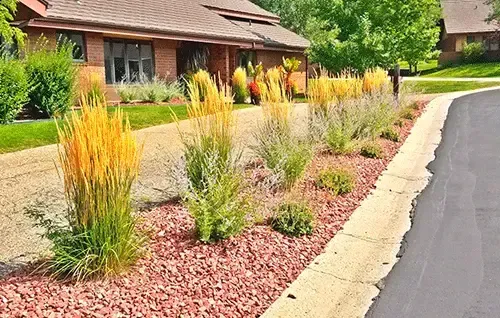 Landscaped front yard with yellow ornamental grasses and red mulch beside a road