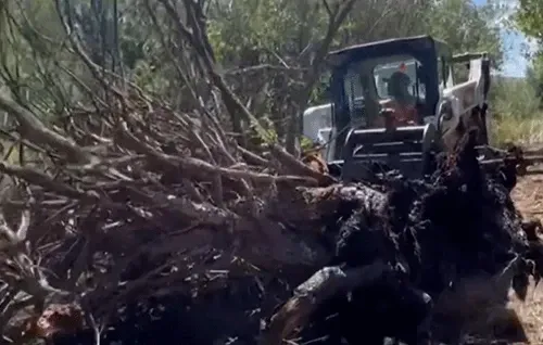 Bulldozer pushing a large uprooted tree through a wooded area