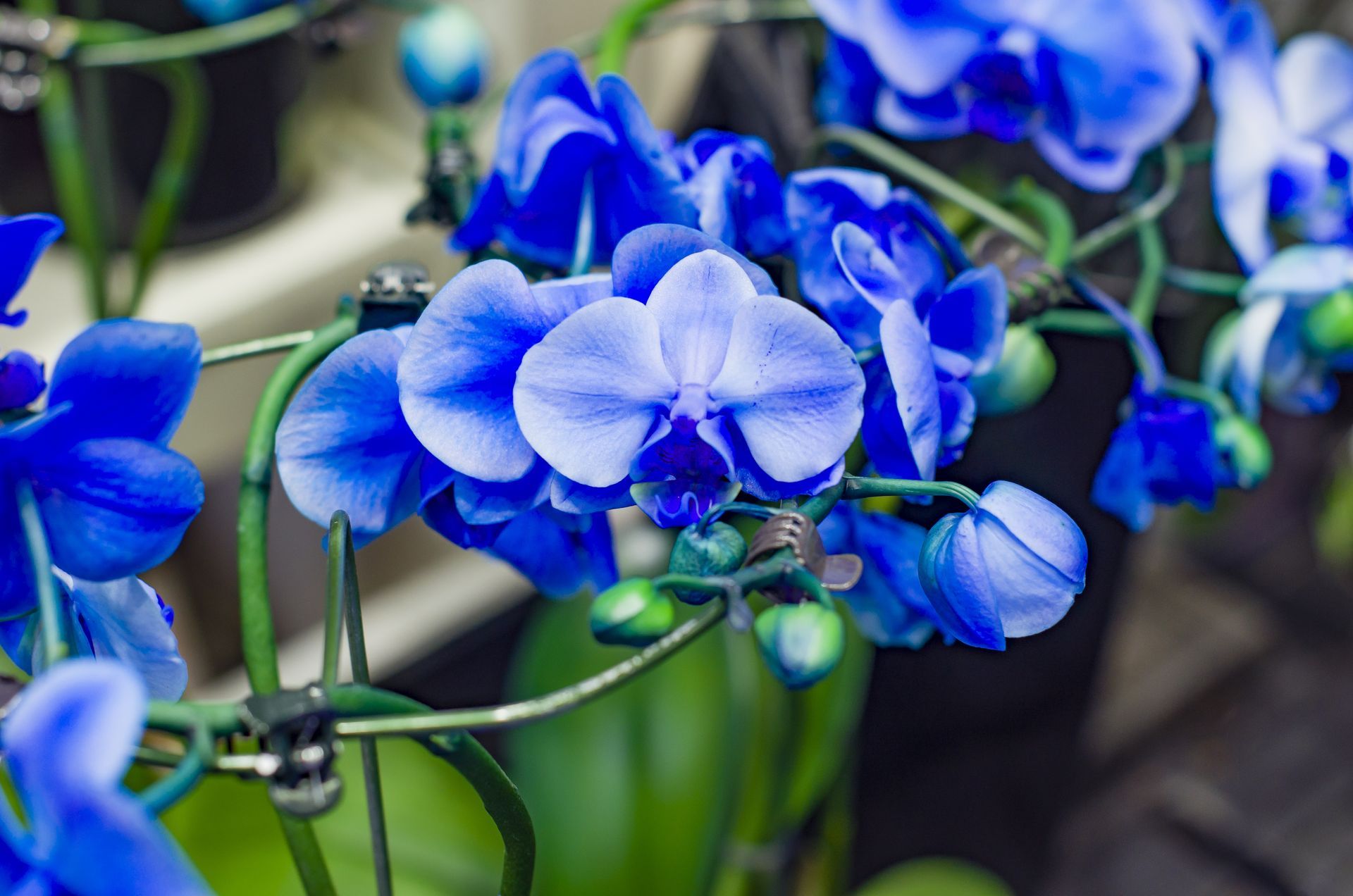 Blue orchids blooming on a vine, with blurred green foliage in the background