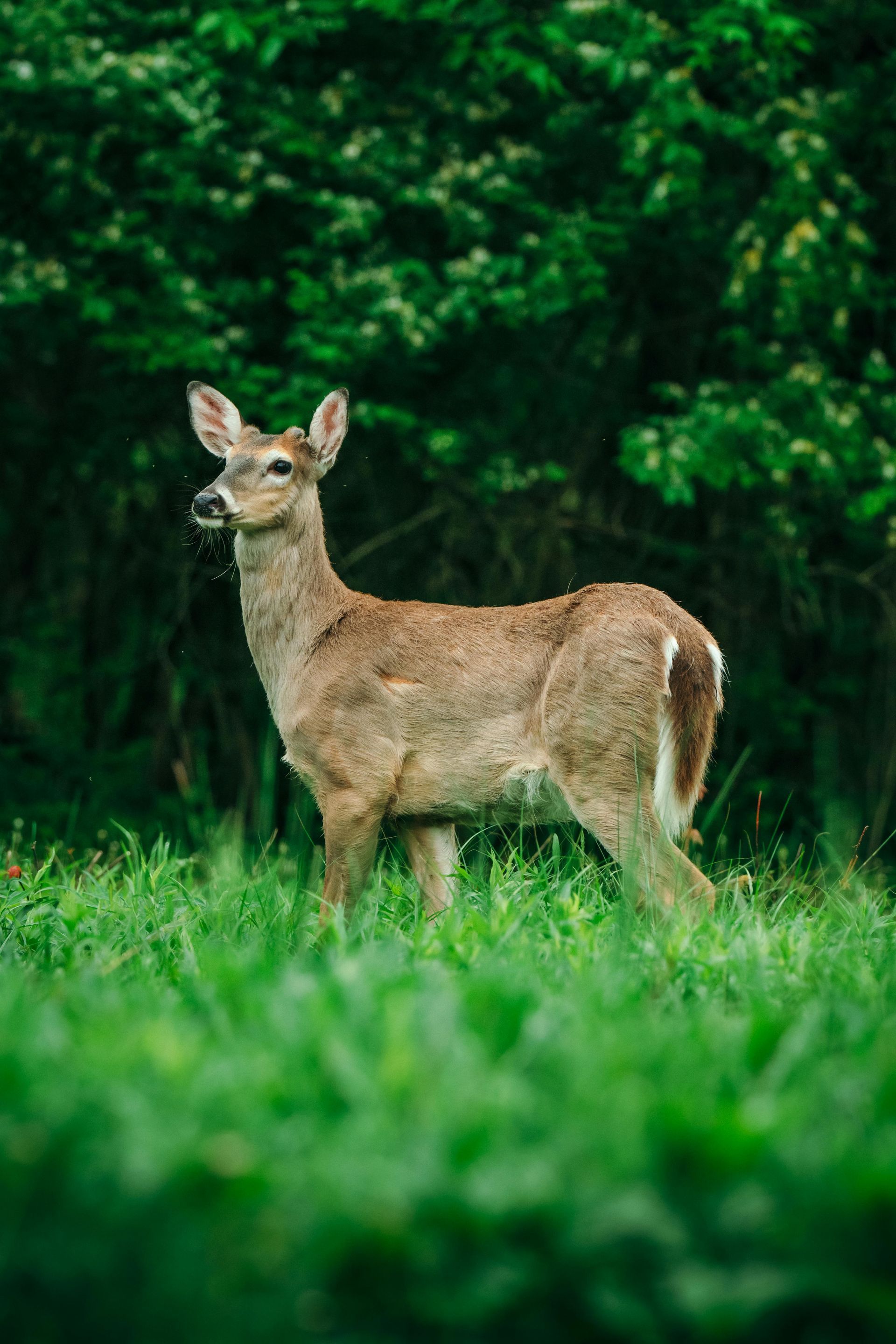 deer hunting