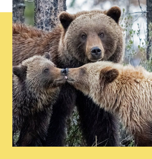 Bears