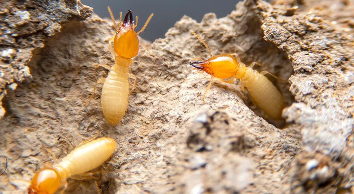 Termites in the nest on a white background. Small animals are dangerous for habitat