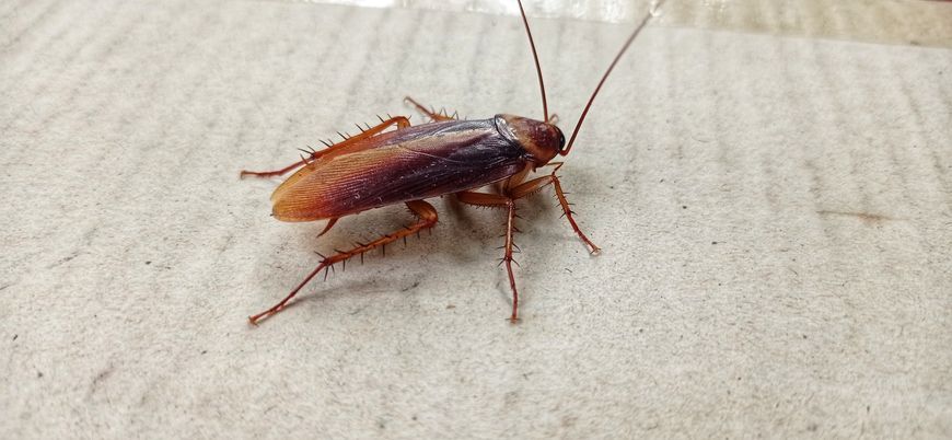 Cockroach
