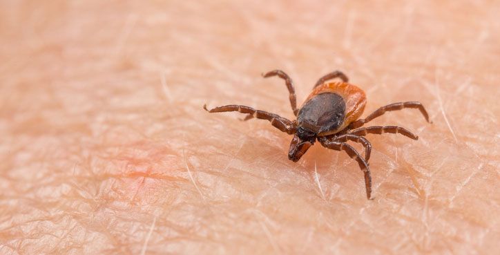 Dangerous parasitic castor bean tick at biting to a human skin. Ixodes ricinus or scapularis