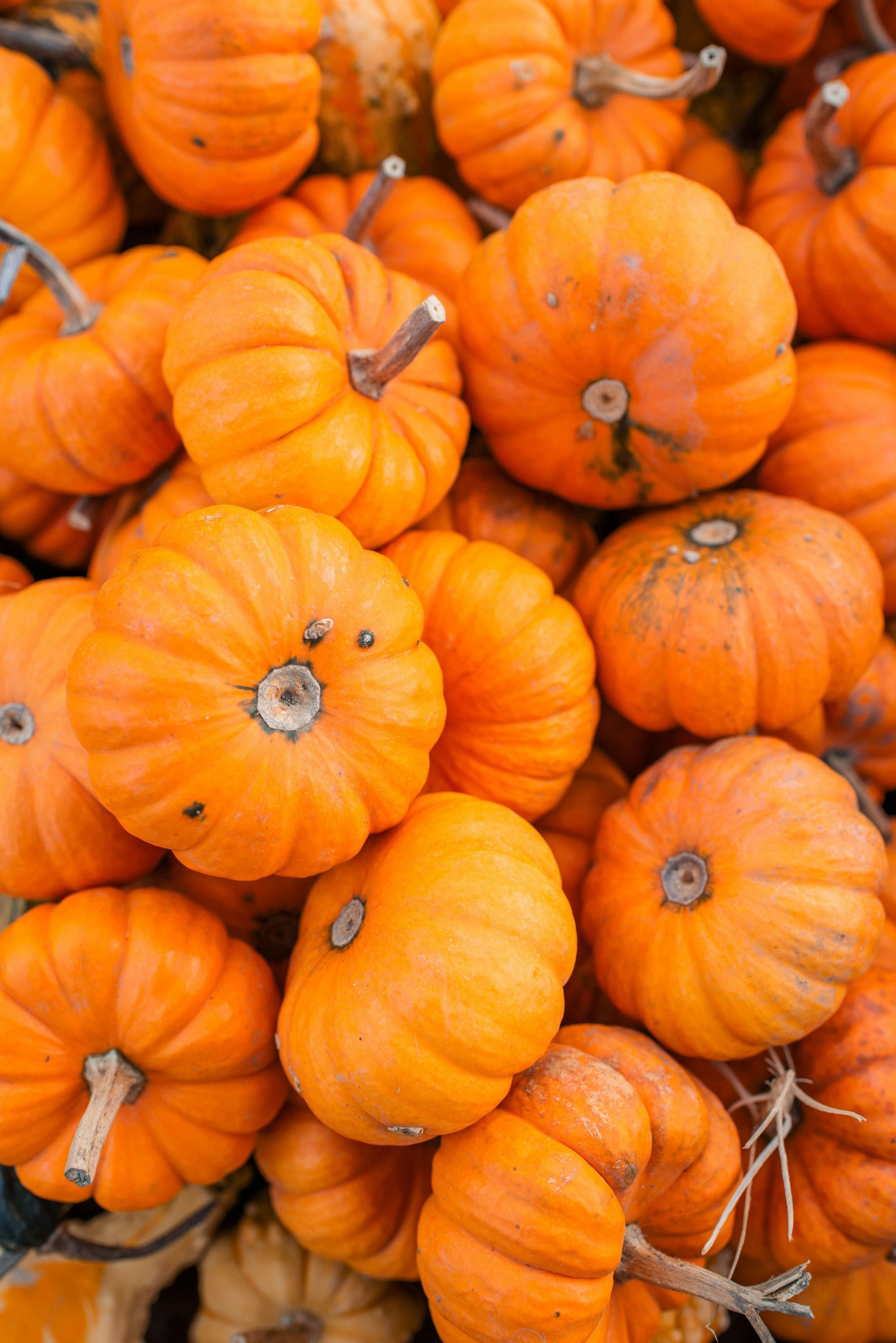 Pile of small, bright orange pumpkins.