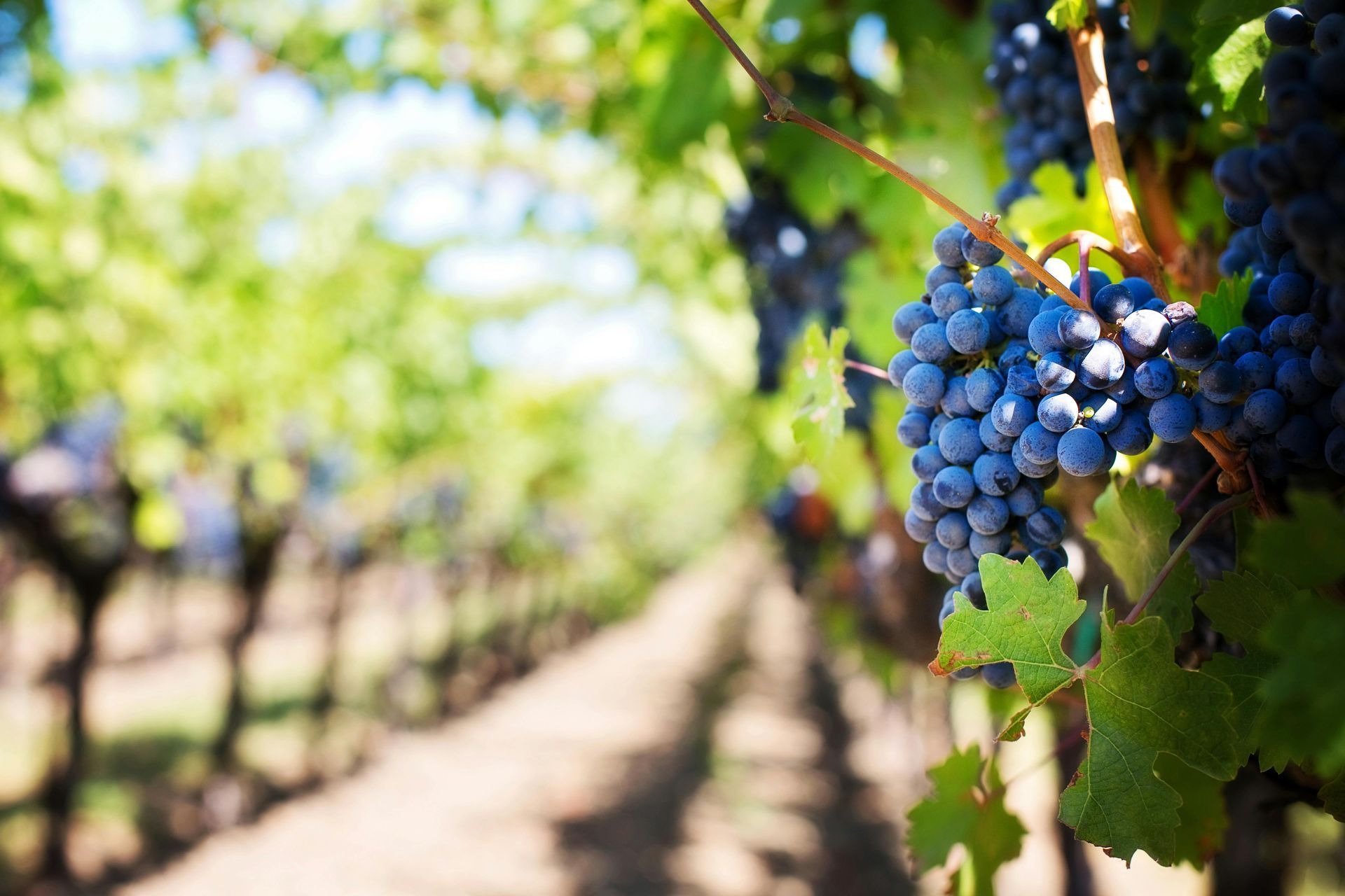 Blue grapes on vine in vineyard, rows of plants receding into the distance.