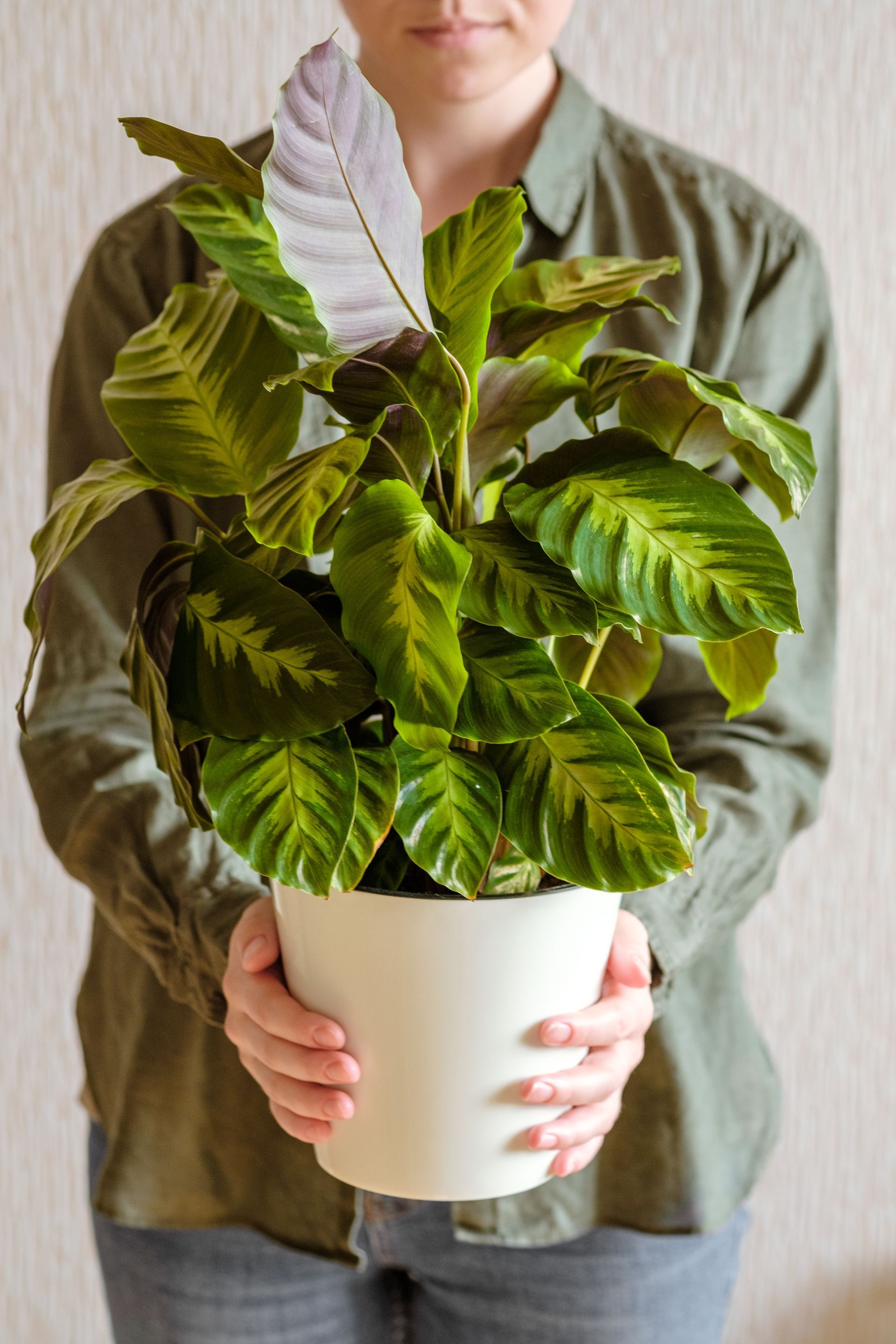 Plants