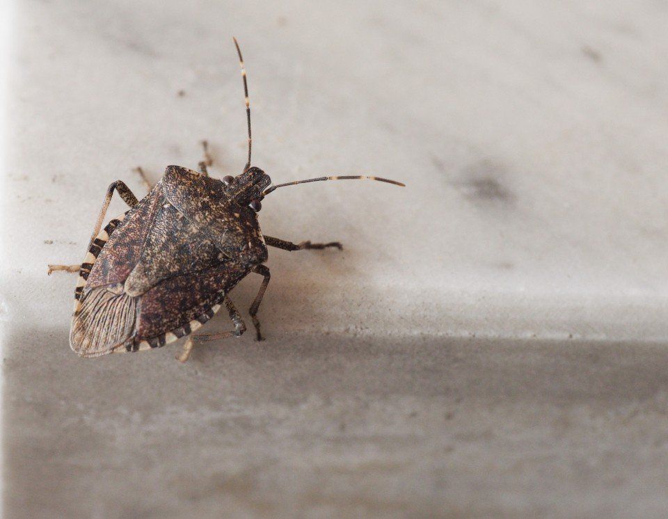 cimice