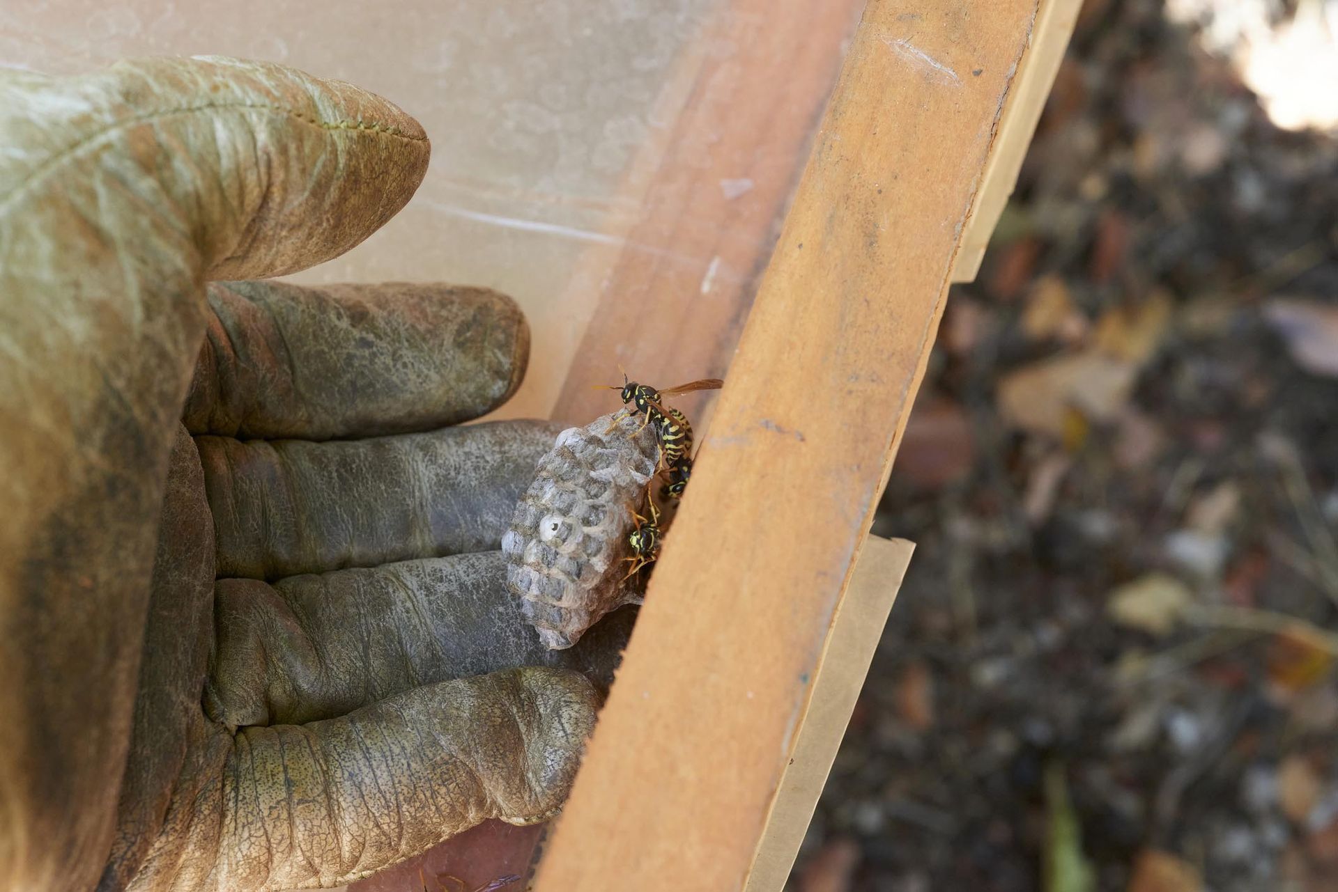 Una mano guantata regge una cornice di legno e un piccolo nido di insetti raggruppati contro un foglio trasparente.
