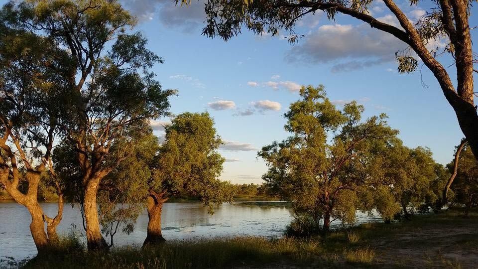 Sunlit riverside with gum trees, grassy banks, and calm water under a blue sky