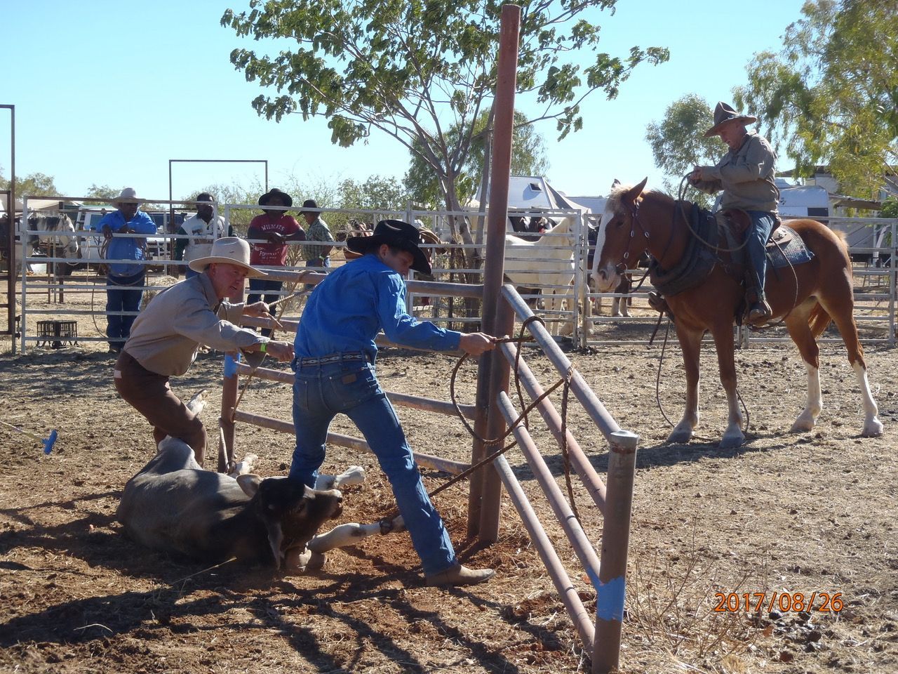 Cowboys in a rodeo arena rope a calf while a rider waits on horseback nearby.