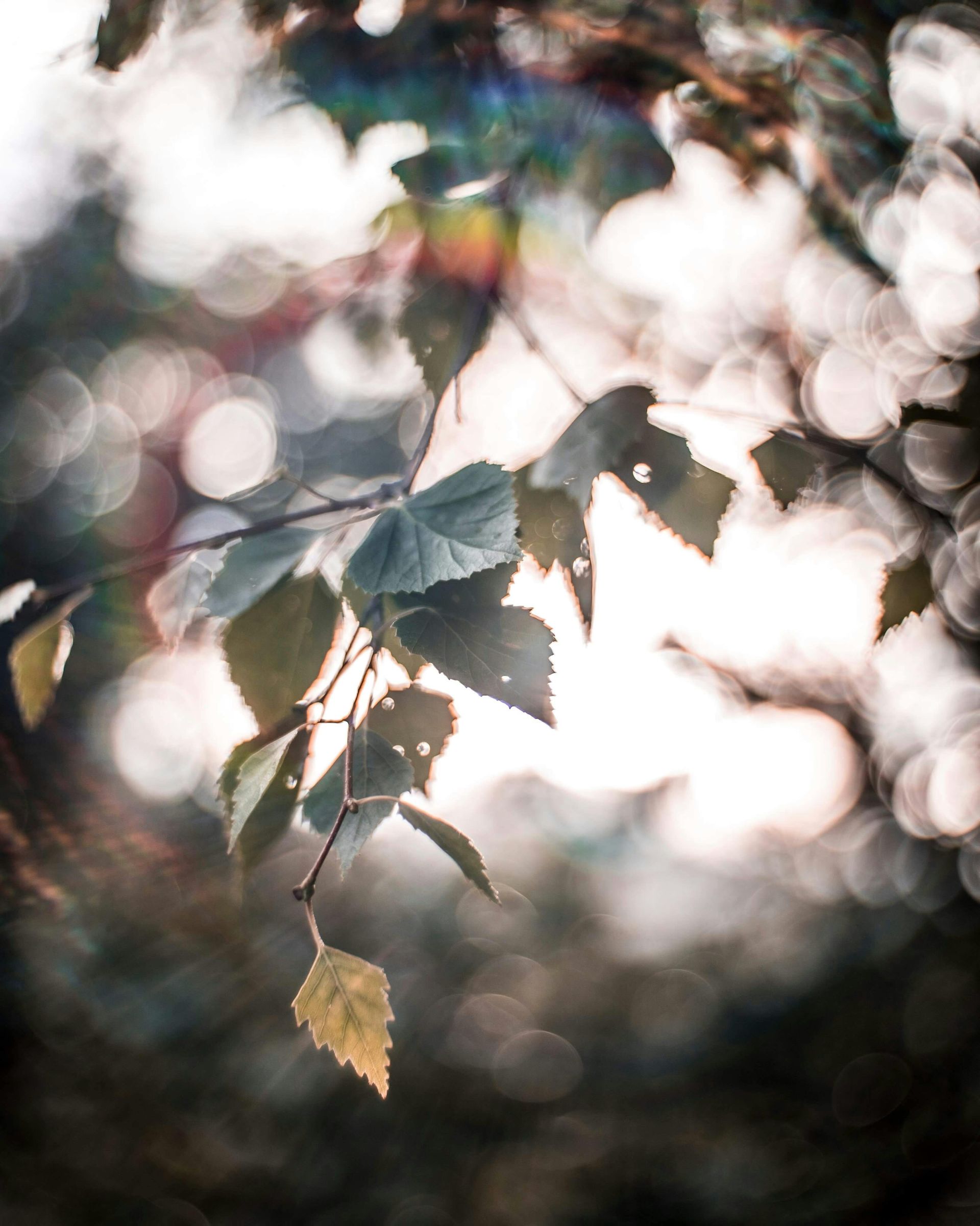 Relaxing birch leaves on a branch, soft focus, with lens flare, bathed in sunlight.