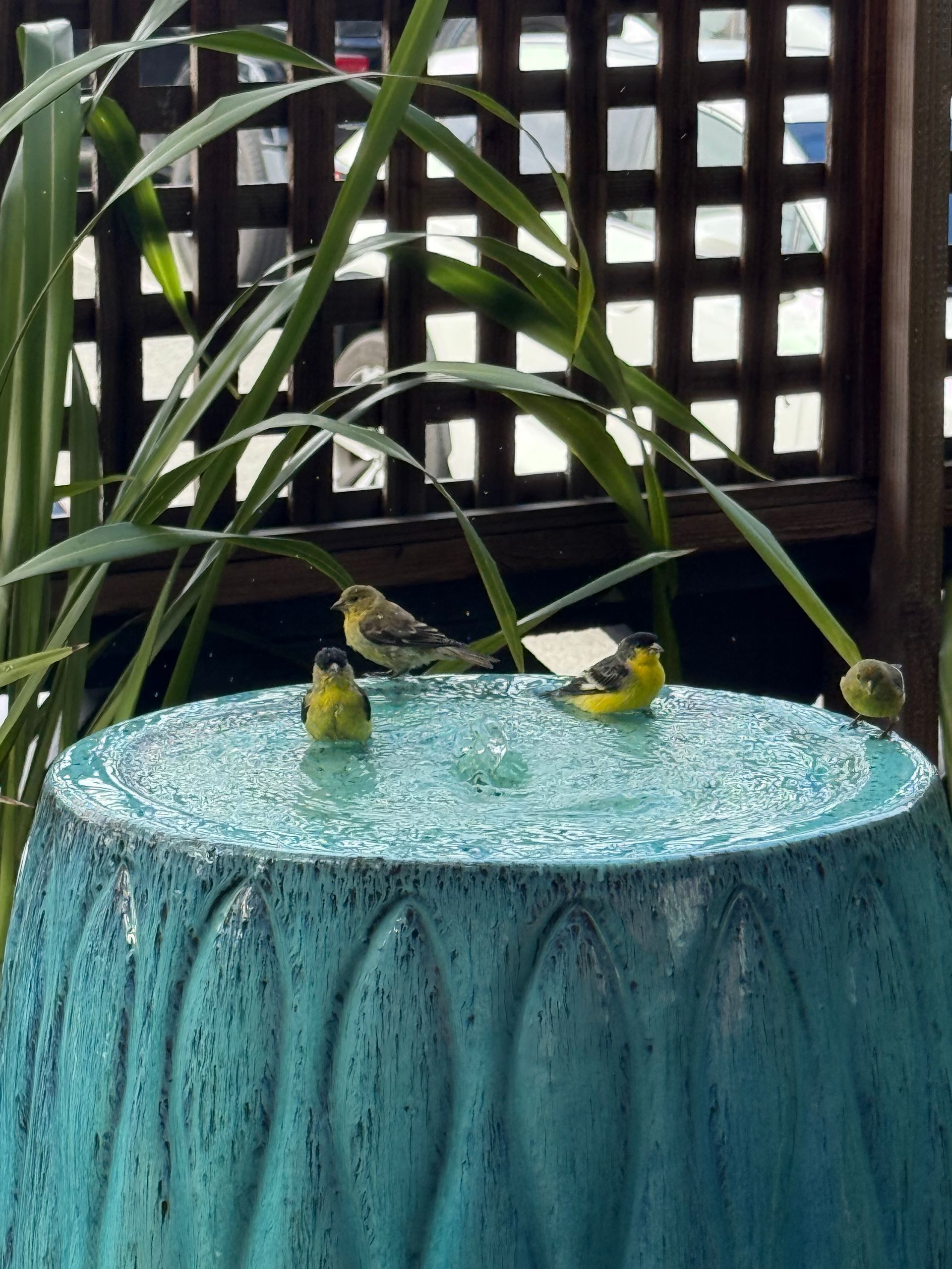 Fountain at The Dylan Hotel at SFO garden