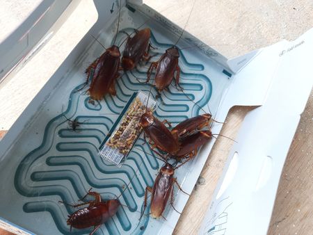 Scarafaggi intrappolati in una stazione di esca. Insetti marroni su un vassoio blu con esca.
