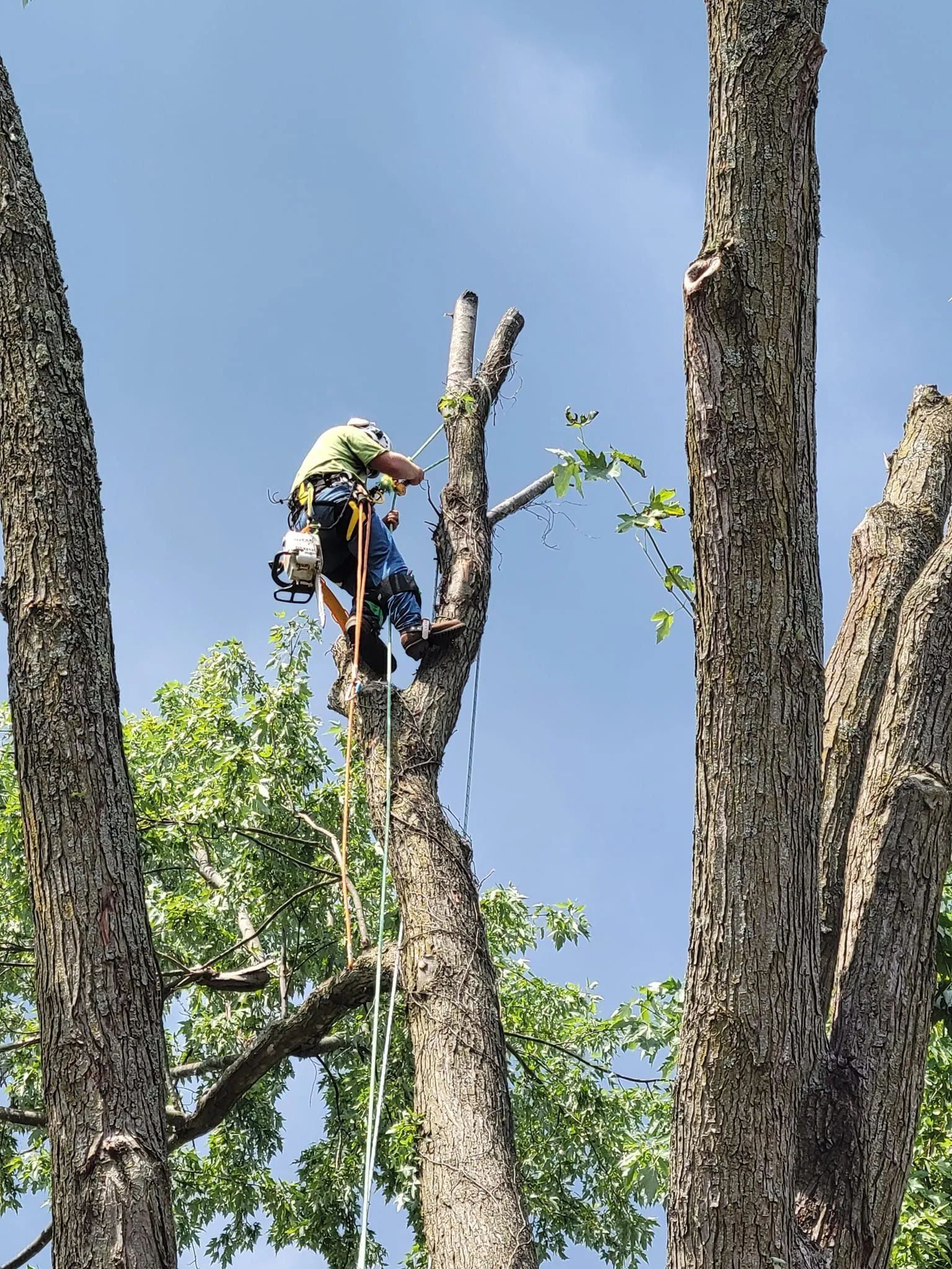Worker in safety gear trimming a tall tree against a blue sky