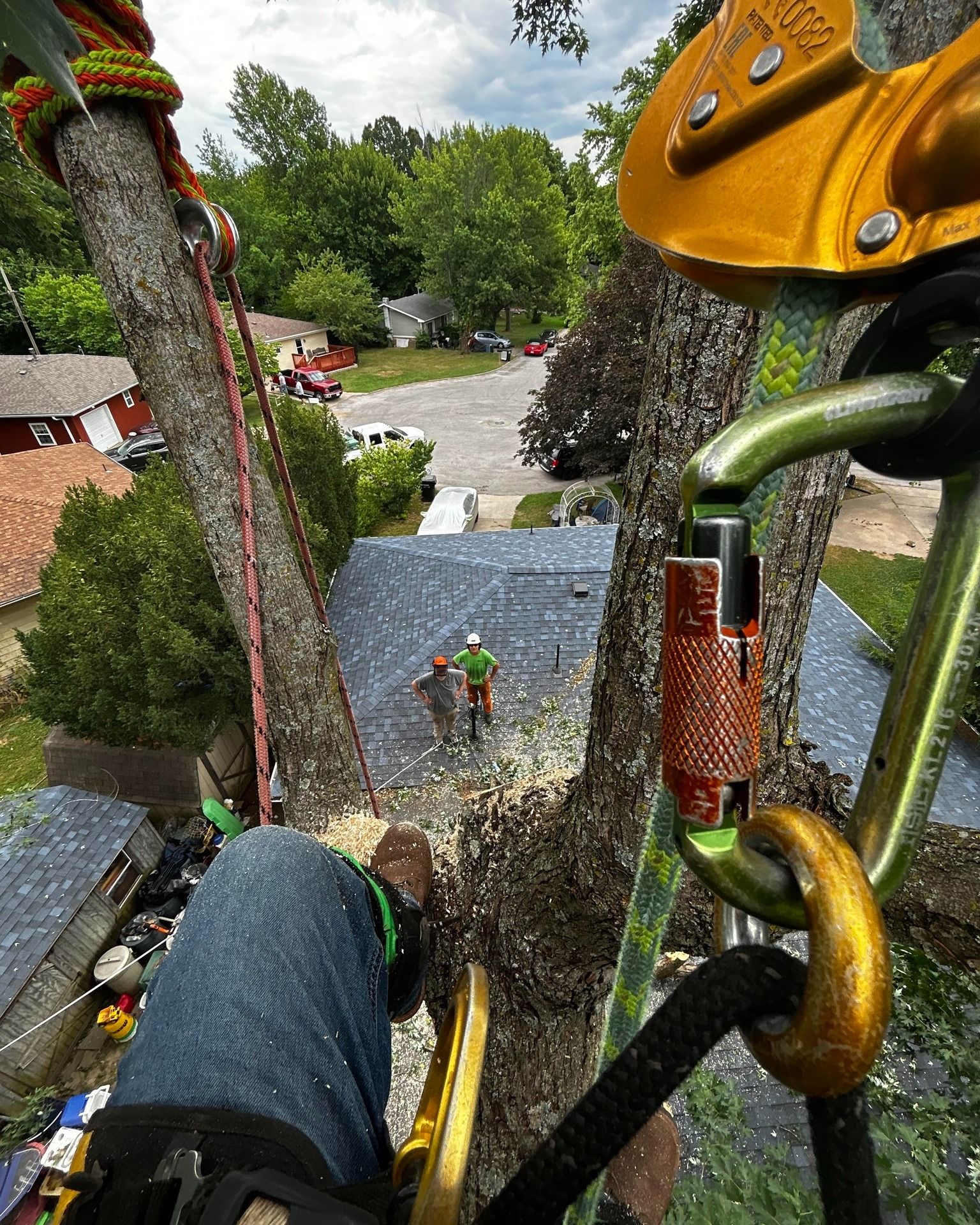 Person in tree trimming branches, looking down at workers and houses.
