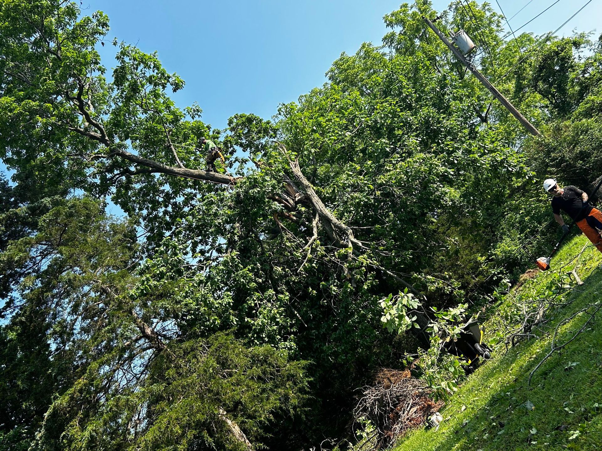 Fallen tree branch entangled with power lines; tree service worker in safety gear. Blue sky, green foliage.