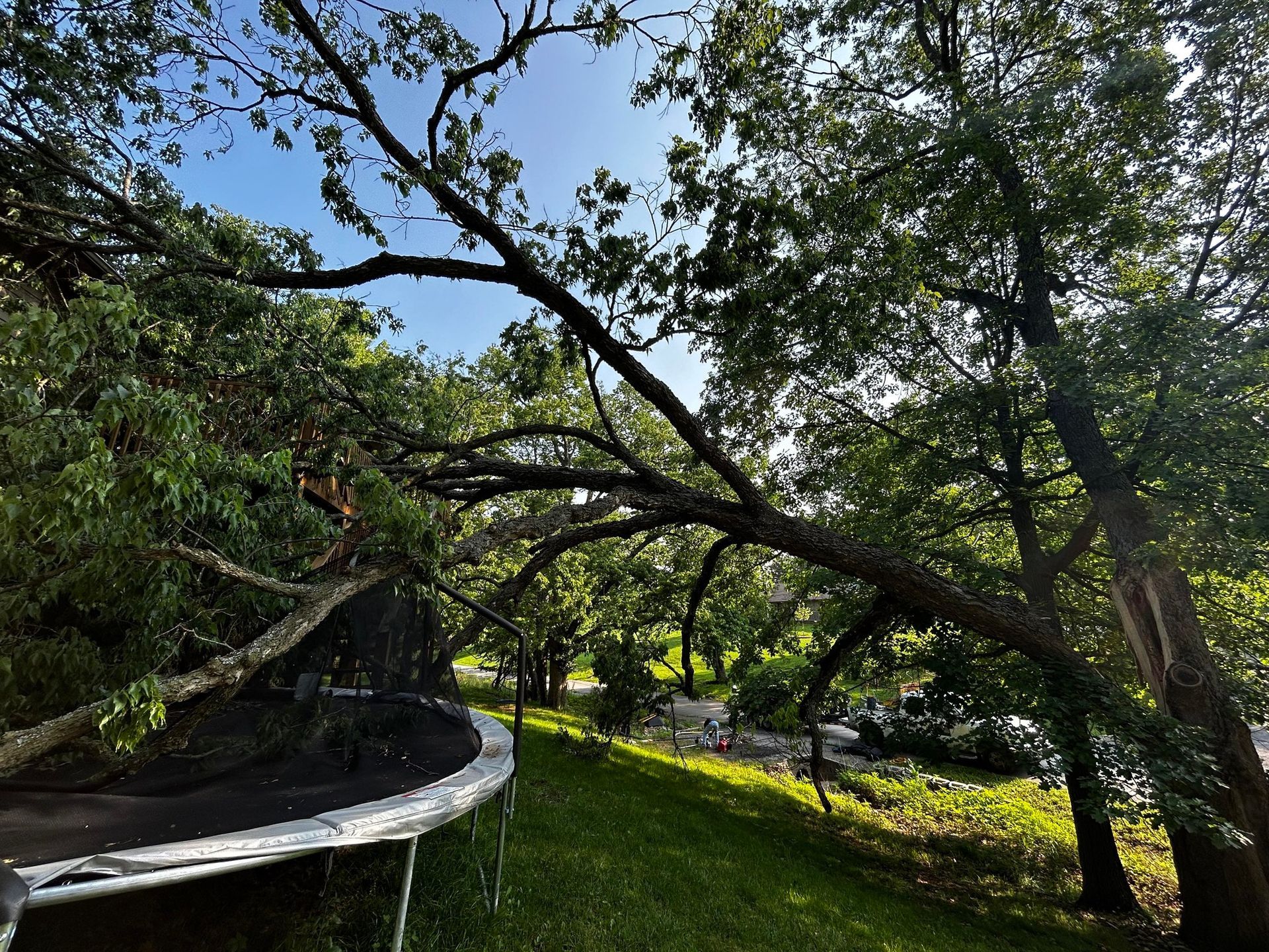 A large tree branch arches over a trampoline and green yard, bright sunlight through the leaves.