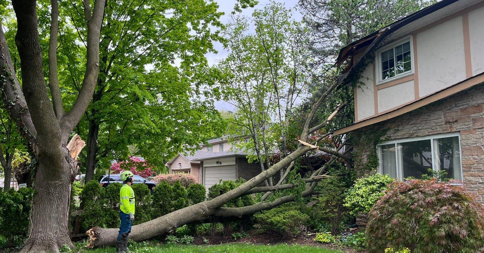 A fallen tree lays on a home's roof and lawn, a person in a vest examines it.