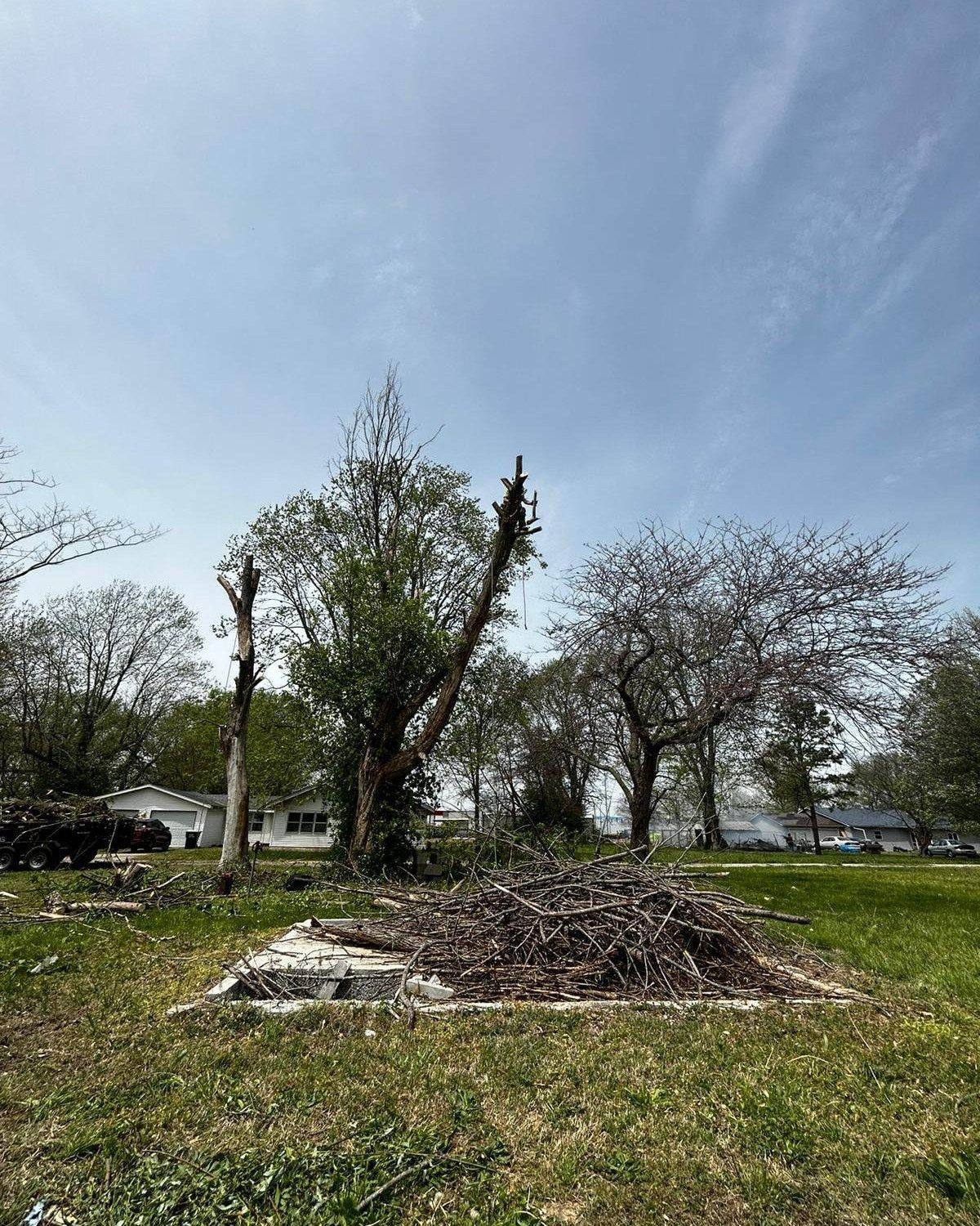 Trees trimmed in a yard under a partly cloudy sky, with a pile of branches in the foreground.