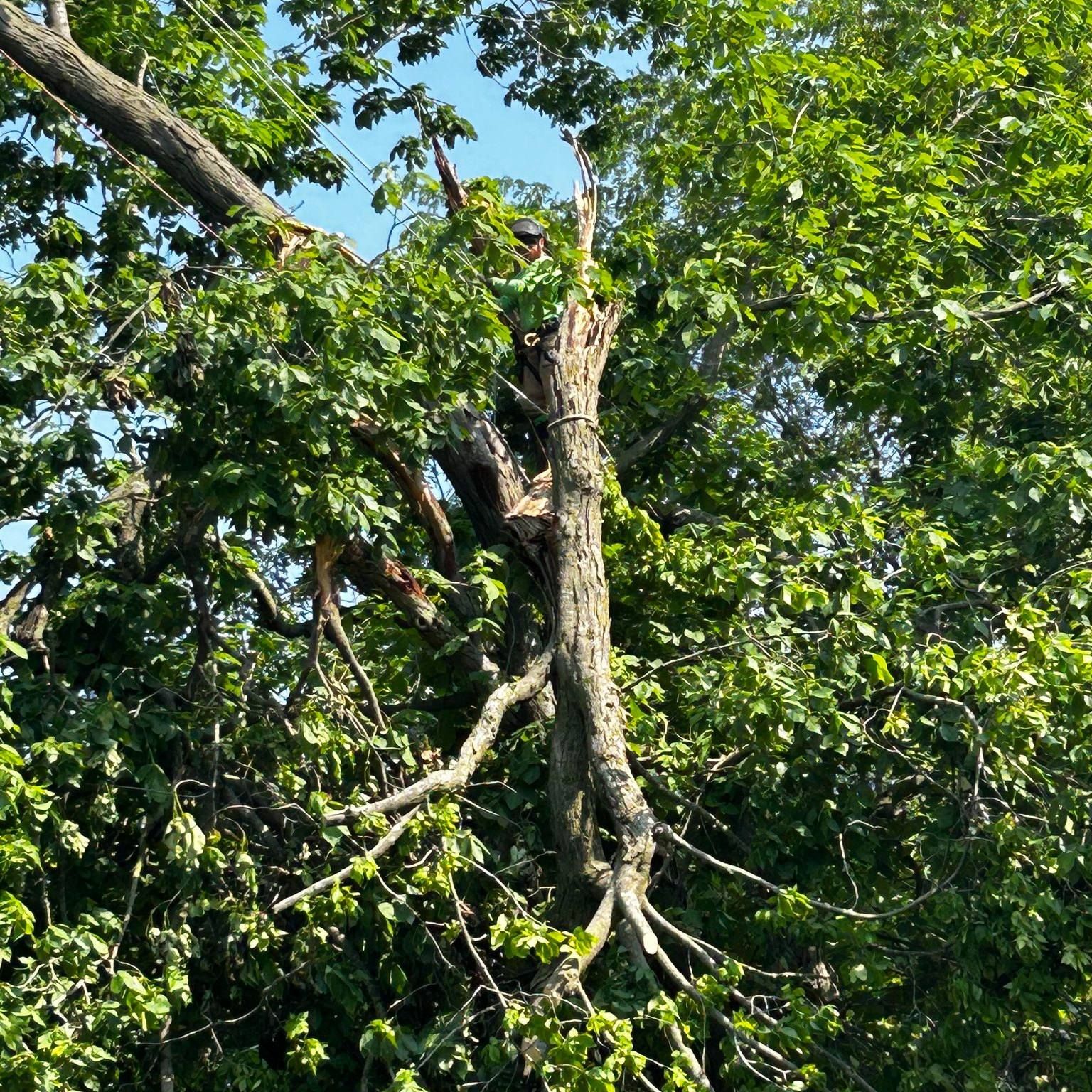 Broken tree with exposed trunk surrounded by green leaves.