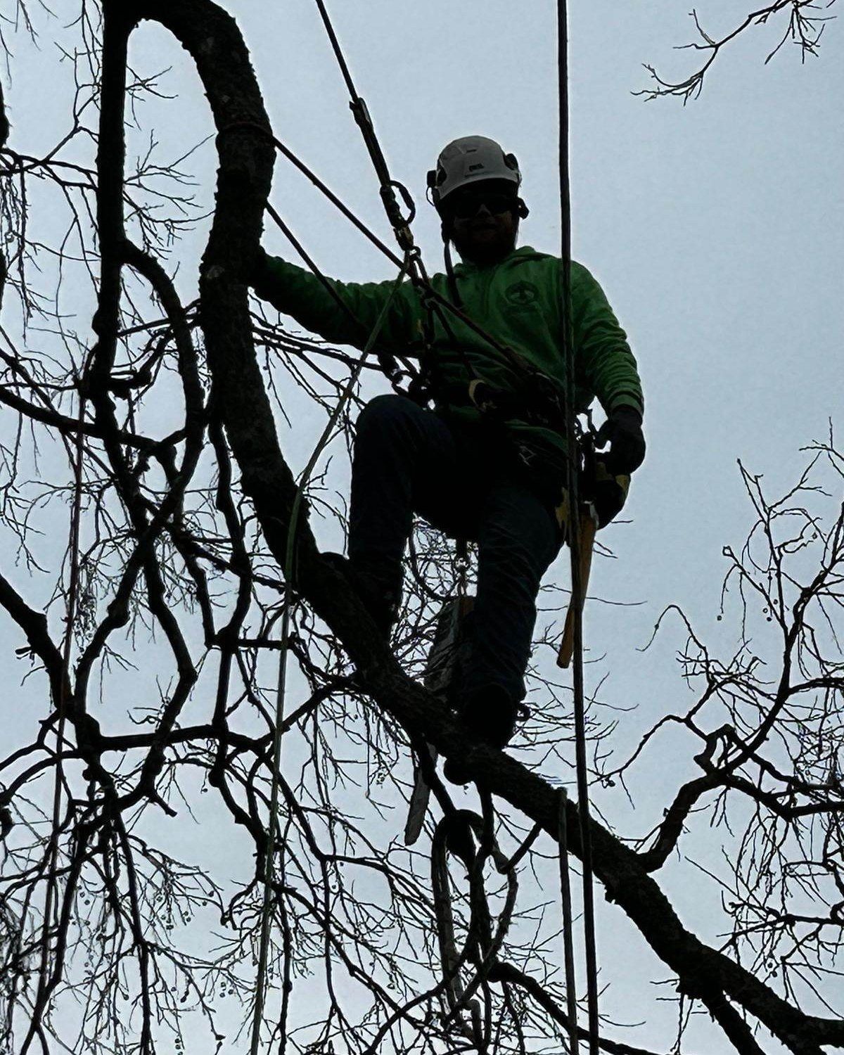 Arborist wearing safety gear, working in a tree, cloudy sky in the background.
