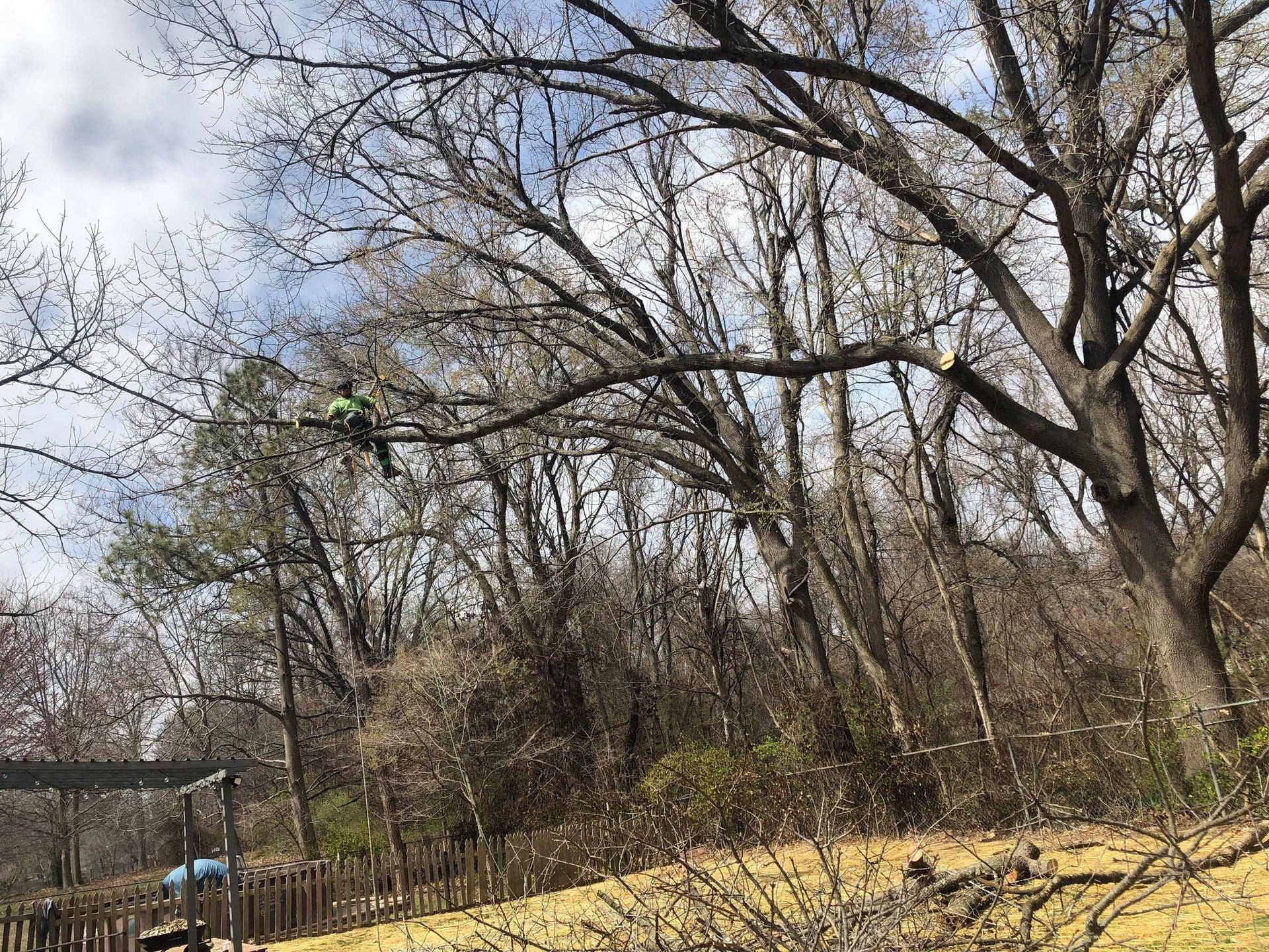 A person in a green outfit prunes a tree branch, set in a yard with a wooden fence under a cloudy sky.