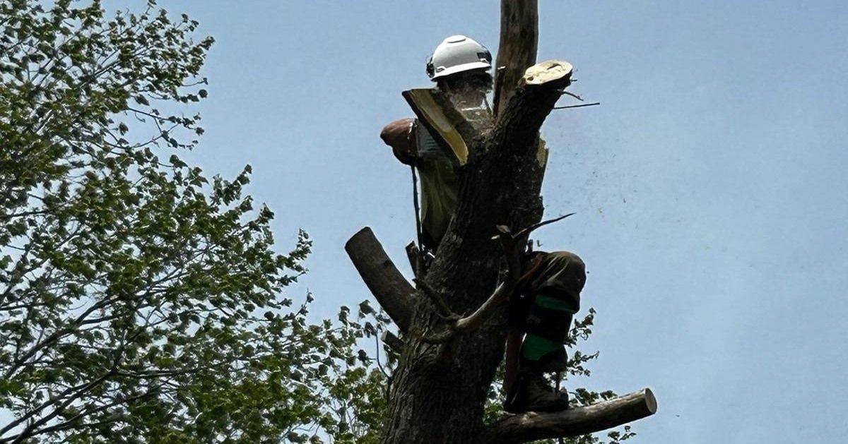Arborist in a tree, cutting branches with a chainsaw, wearing safety gear, against a blue sky.