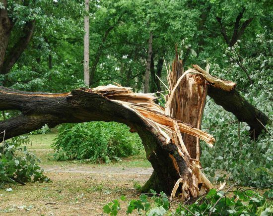 Fallen tree trunk, broken in storm, on green grass, surrounded by lush green trees.
