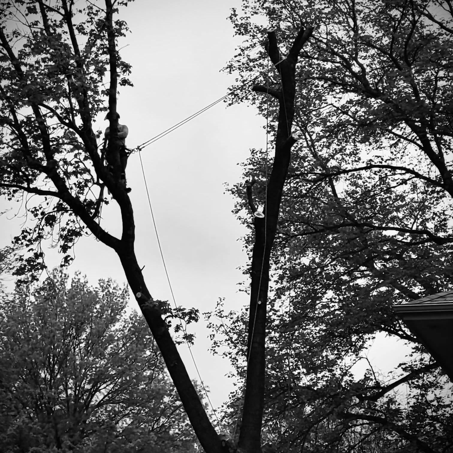 Arborist in a tree, using ropes to cut branches against a cloudy sky.