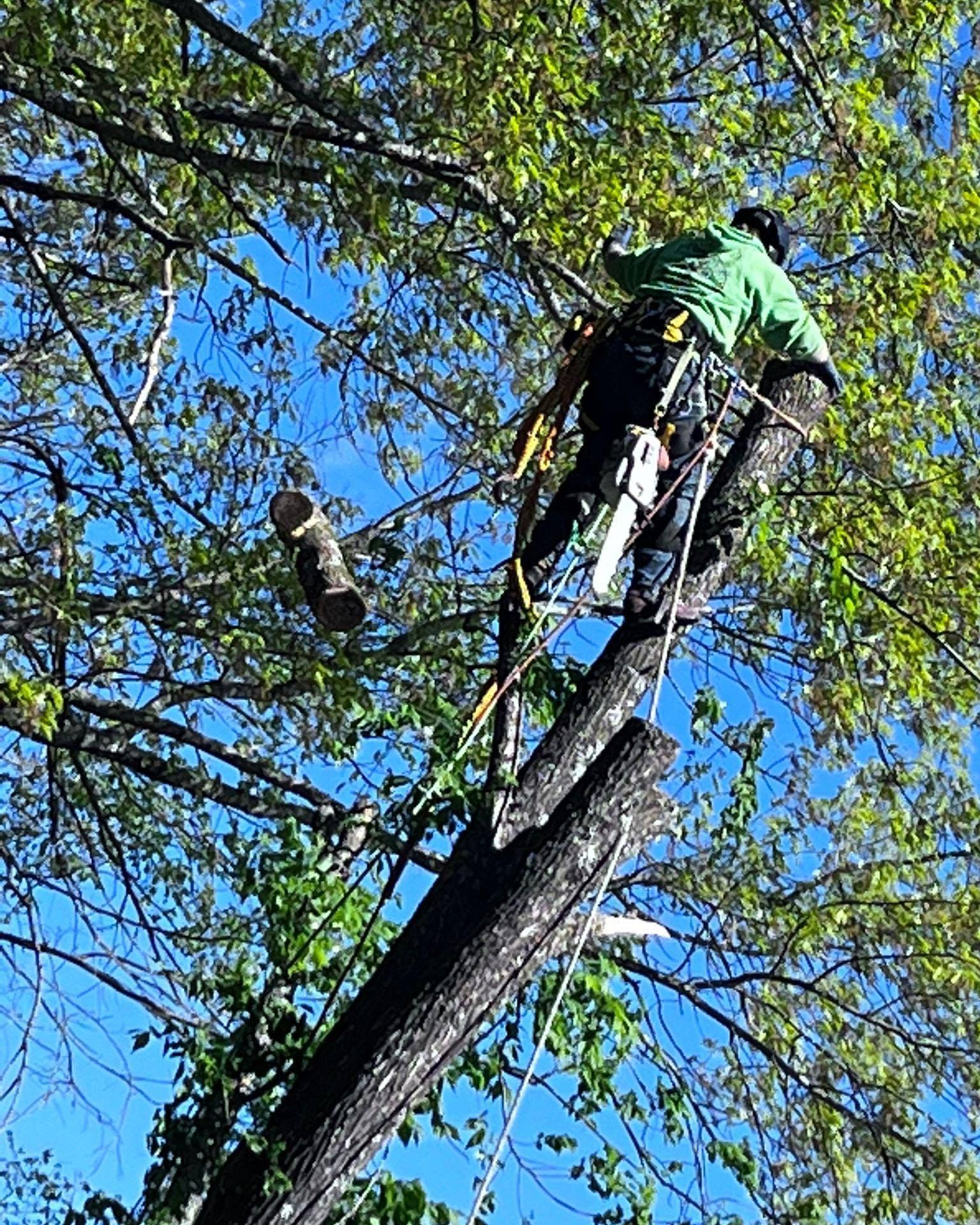 Arborist in green shirt using a chainsaw to cut a tree branch. Blue sky background.
