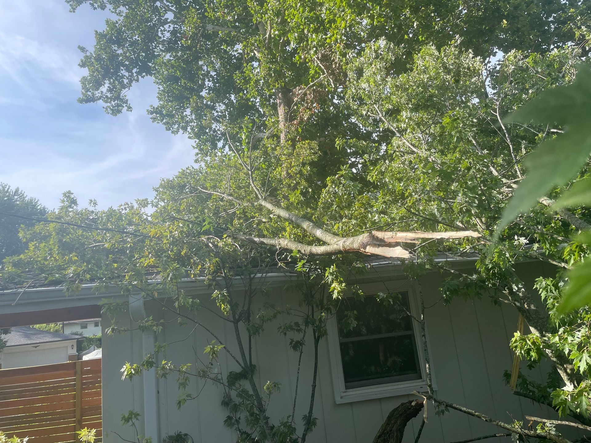 Tree branches over a white building roof. Broken branches rest on the roof, sunlight through leaves.