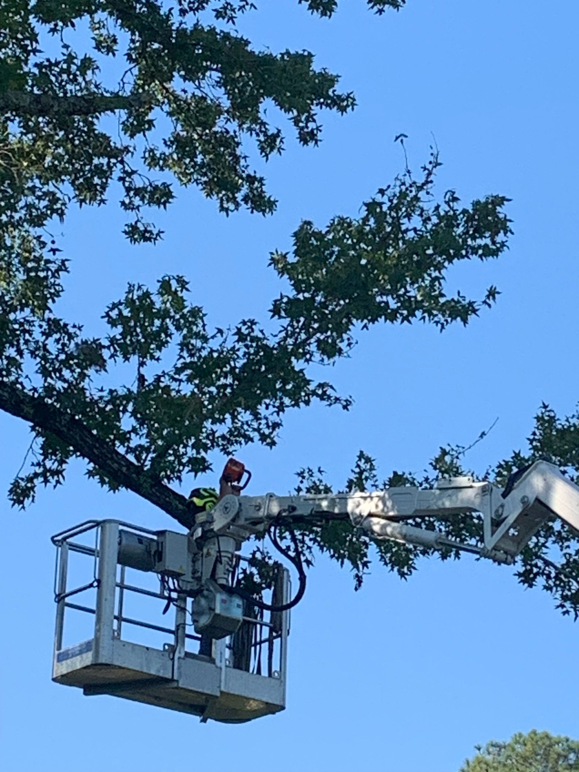 A person in a bucket lift prunes a tree branch against a clear blue sky.