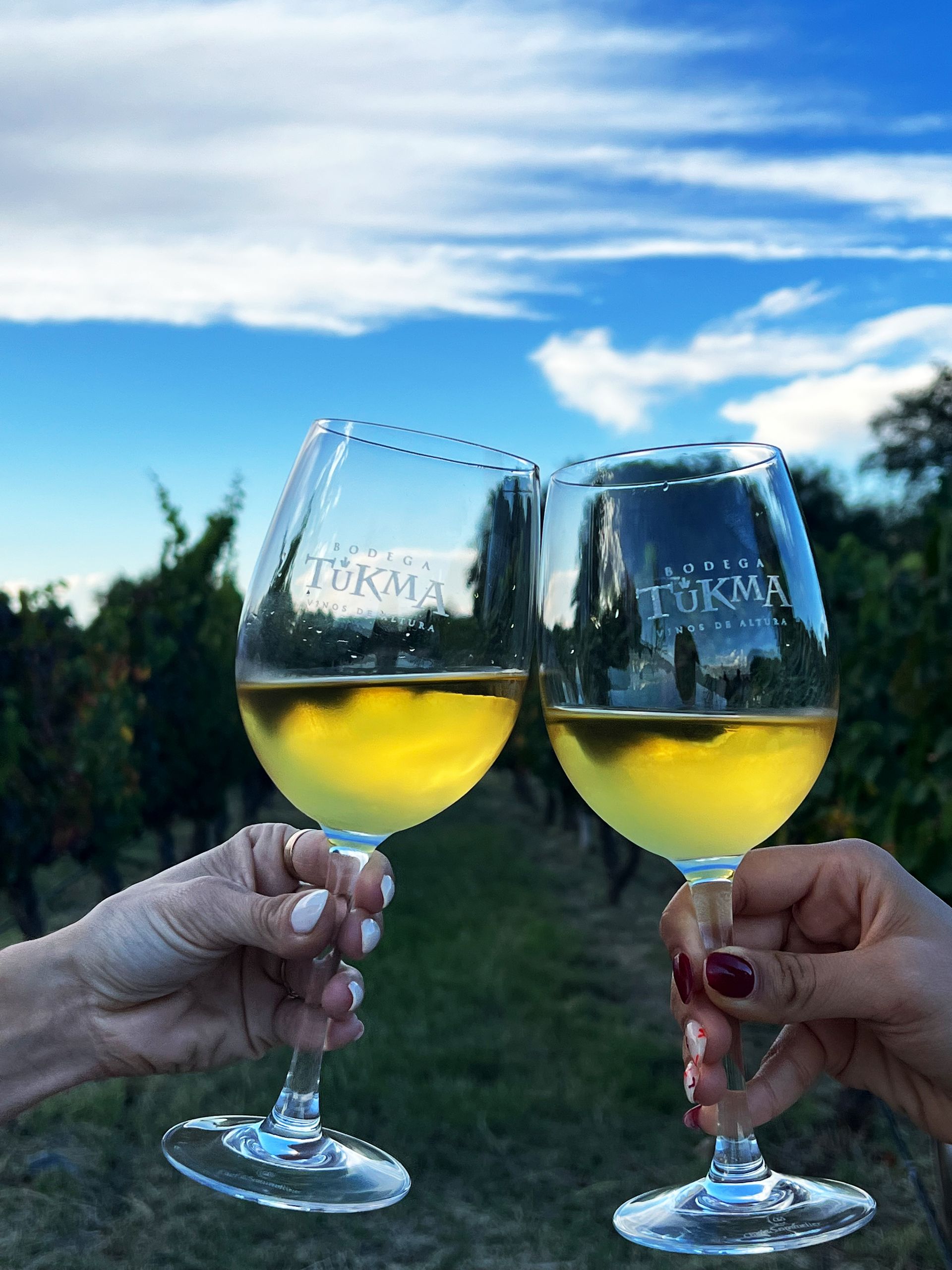 Dos personas brindan con copas de vino en un viñedo.