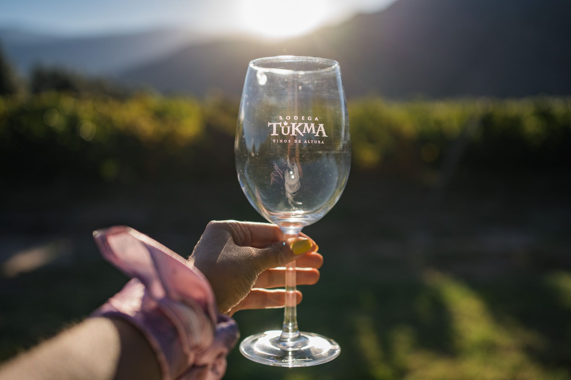 Una persona sostiene una copa de vino frente a un viñedo.
