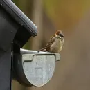 Small brown bird perched on a metal gutter beneath a dark roof