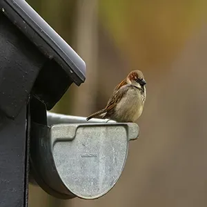 Small brown bird perched on a metal gutter beneath a dark roof