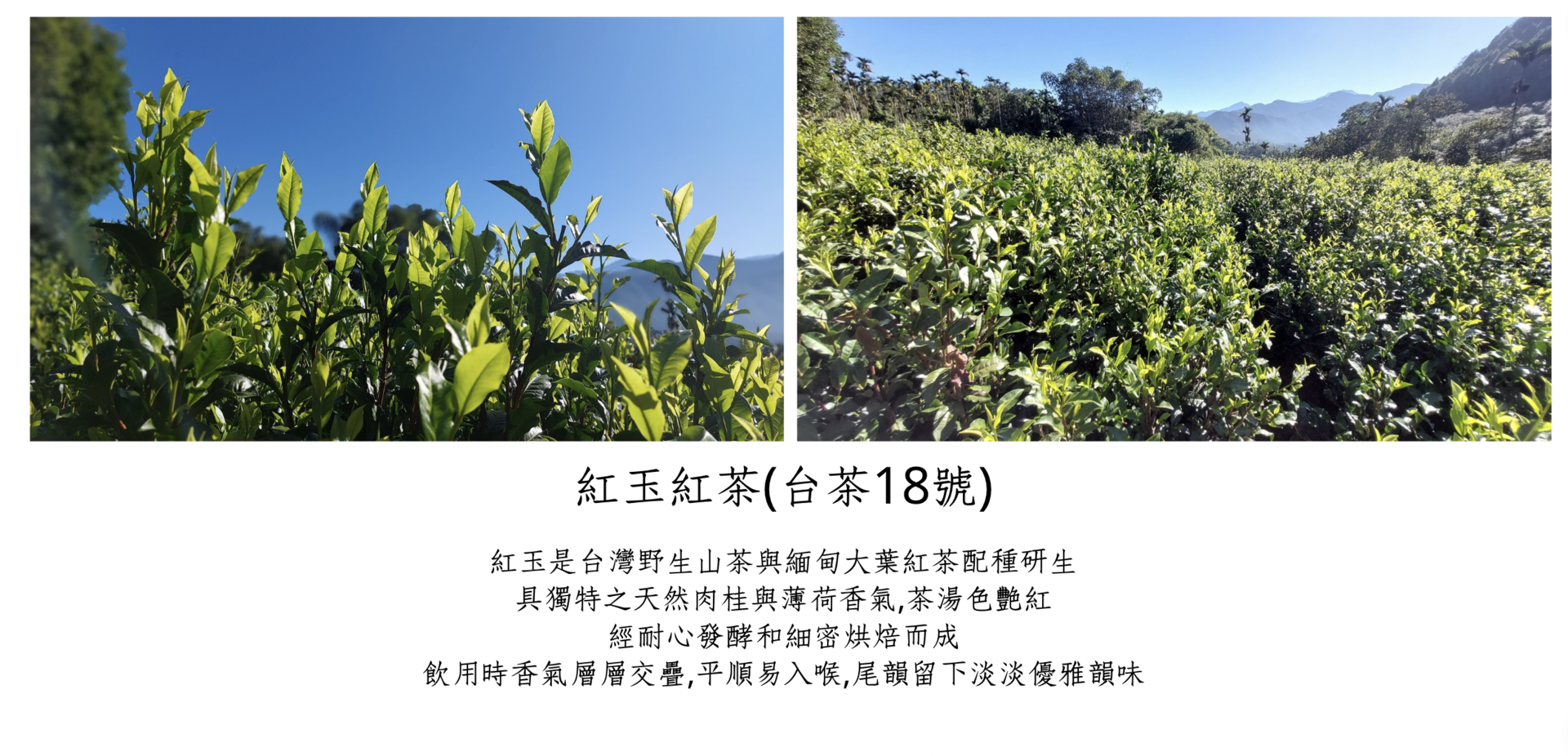 tengtea