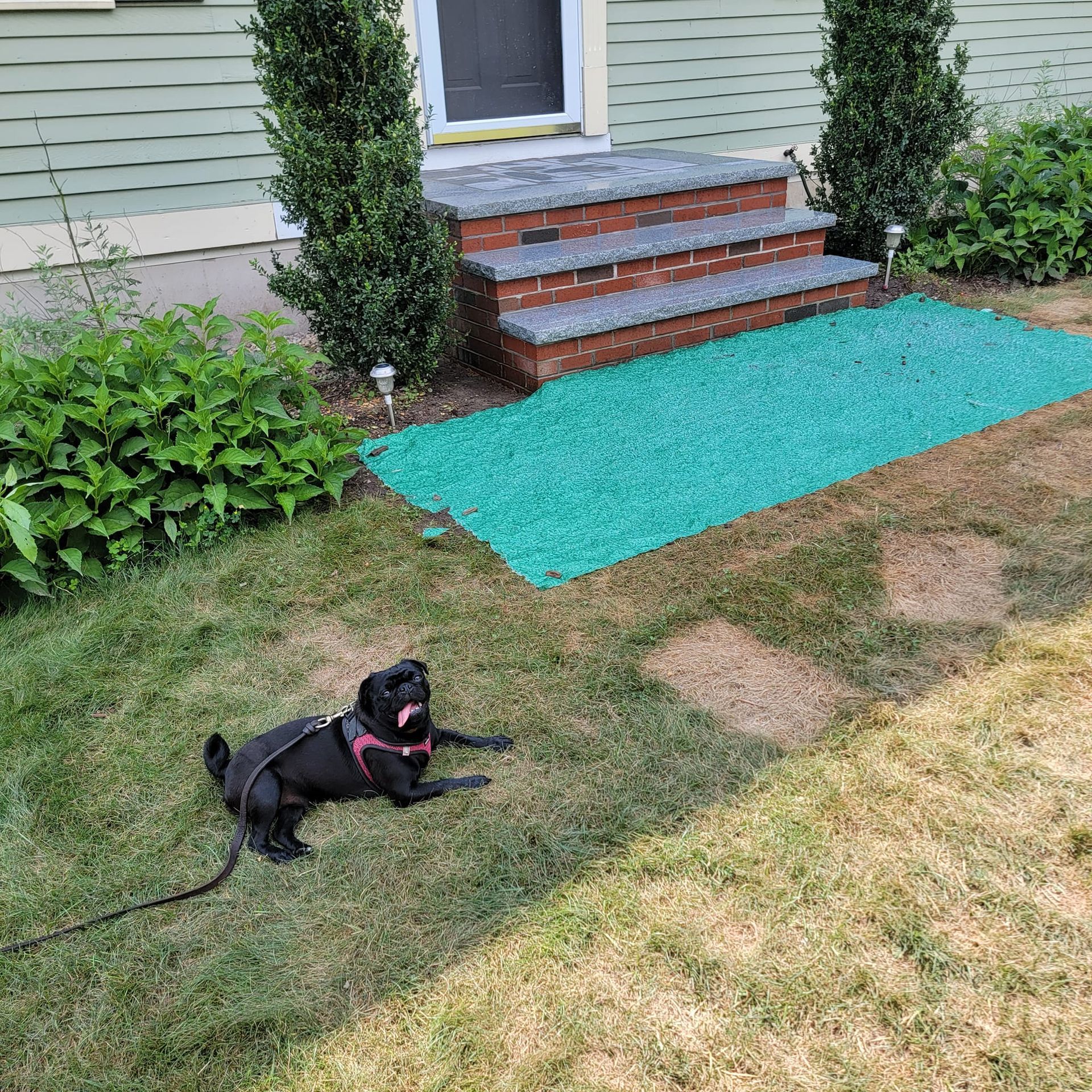Black pug dog on leash, lying in grass, near a green mat by house steps.