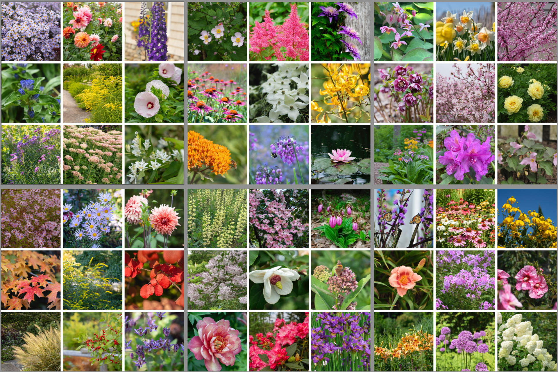 Mosaic of various colorful blooming flowers.