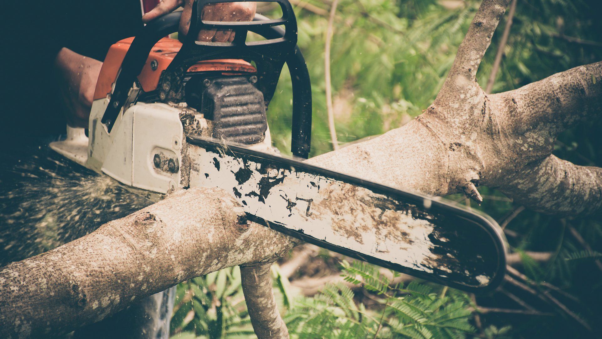 Emergency Tree Removal in Rocklin, CA