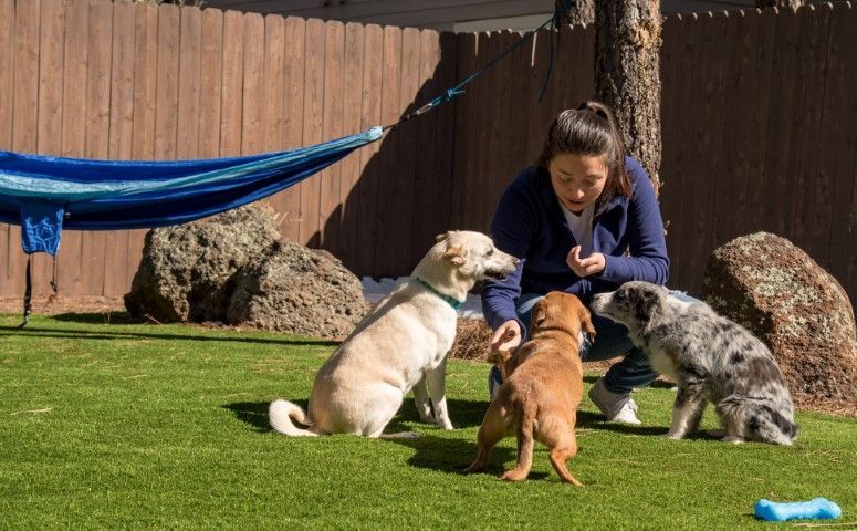 A person kneeling on a lawn, playing with three dogs of different colors and sizes near a blue hammock.