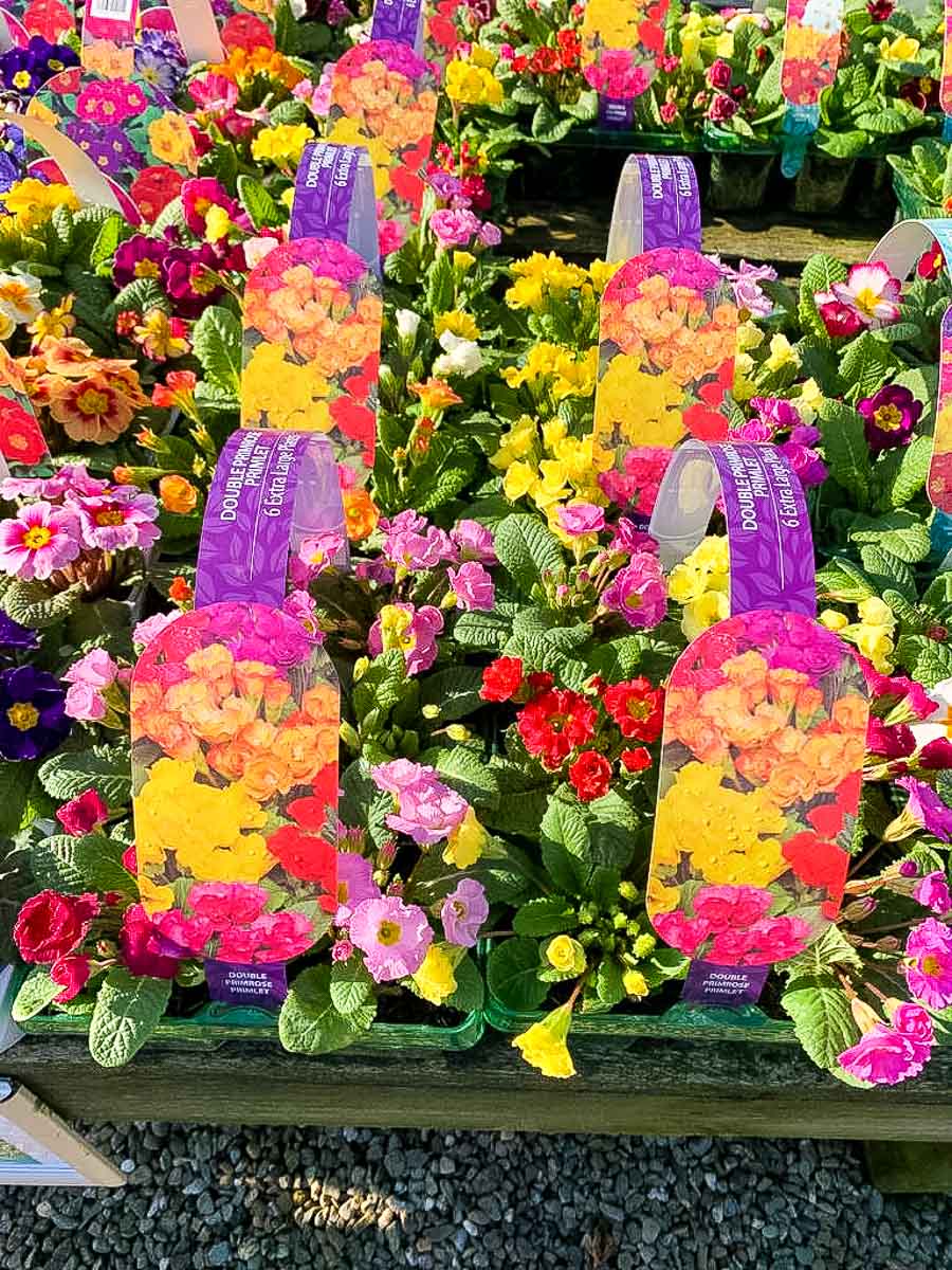 Spring primroses