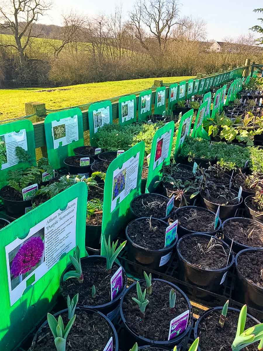 Herbaceous perennials