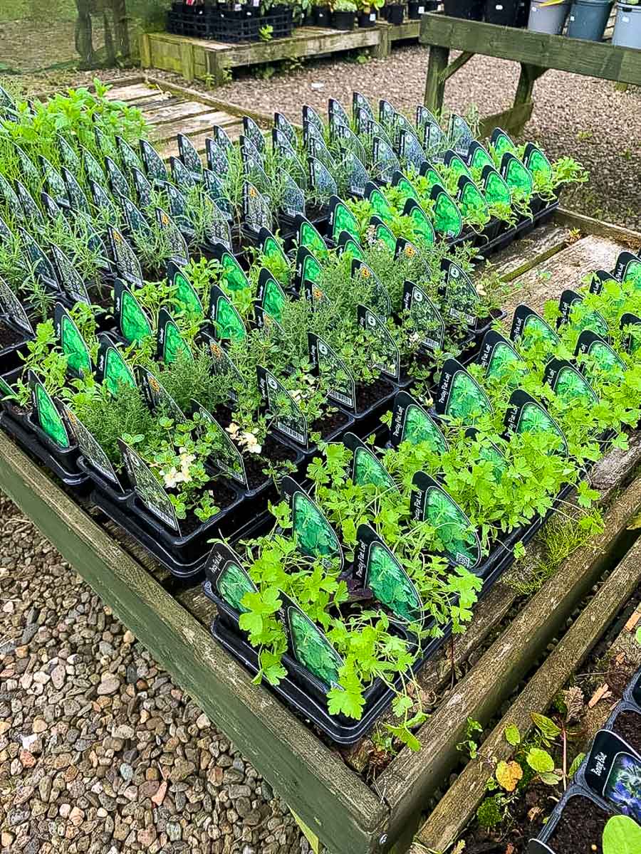 Herbs