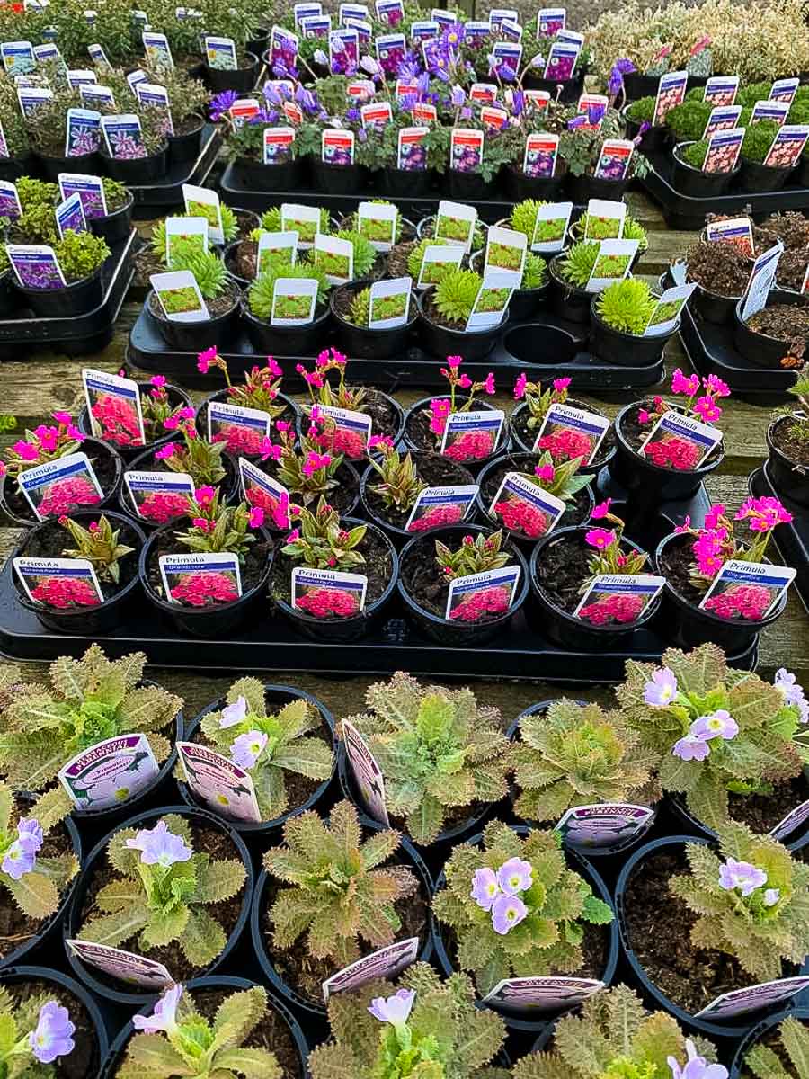 Primula flowers