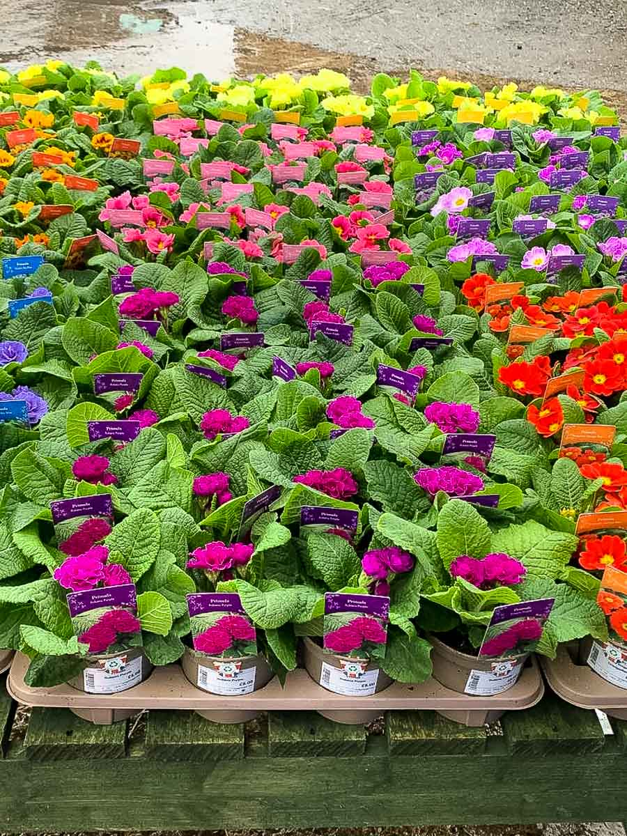 Spring bedding