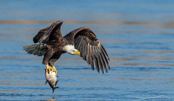 A bald eagle is flying over a body of water with a fish in its talons.
