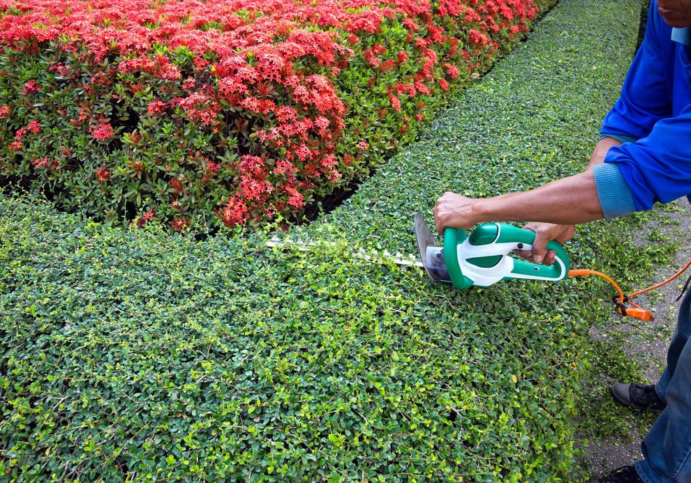 Una persona pota una siepe verde con delle cesoie elettriche accanto a cespugli in fiore rossi.