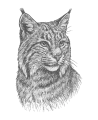 Bobcat